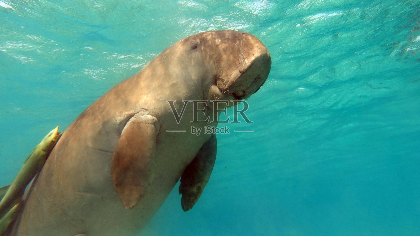 红海中的儒艮（海牛）照片摄影图片