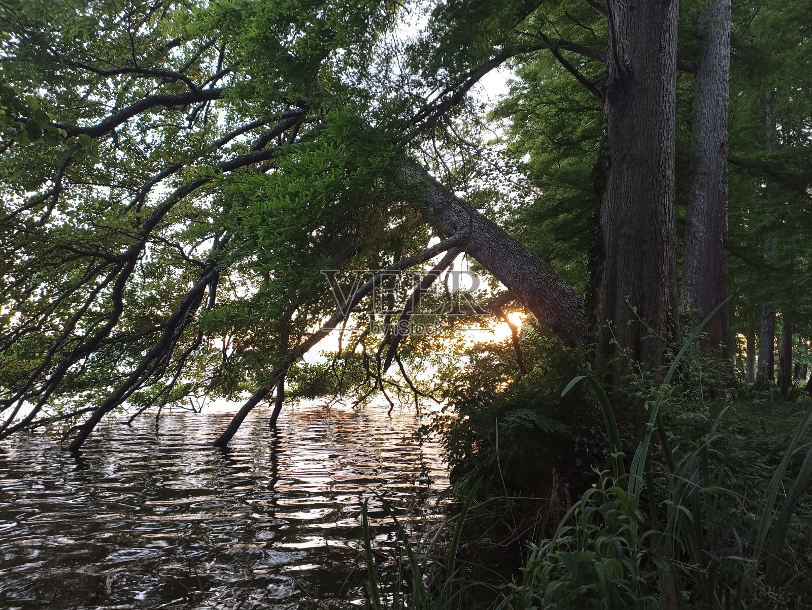 红树照片摄影图片