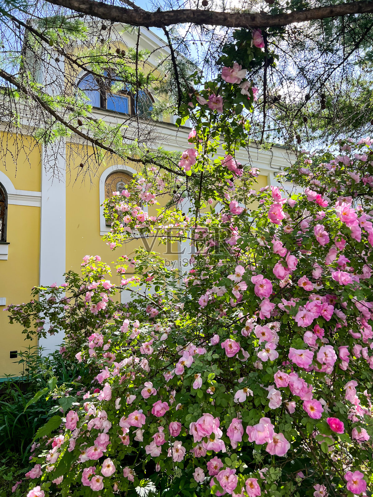 落叶松下盛开着美丽的狗玫瑰丛照片摄影图片
