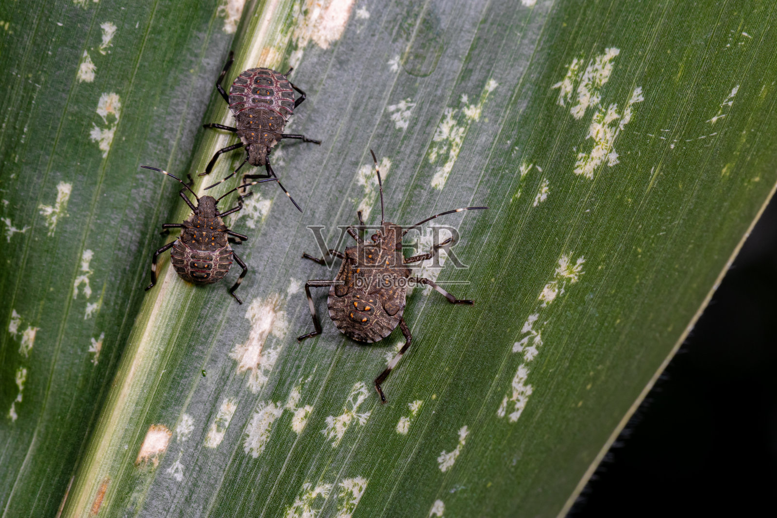 玉米叶上的褐纹臭虫。农业作物病虫害防治与作物危害概念。照片摄影图片