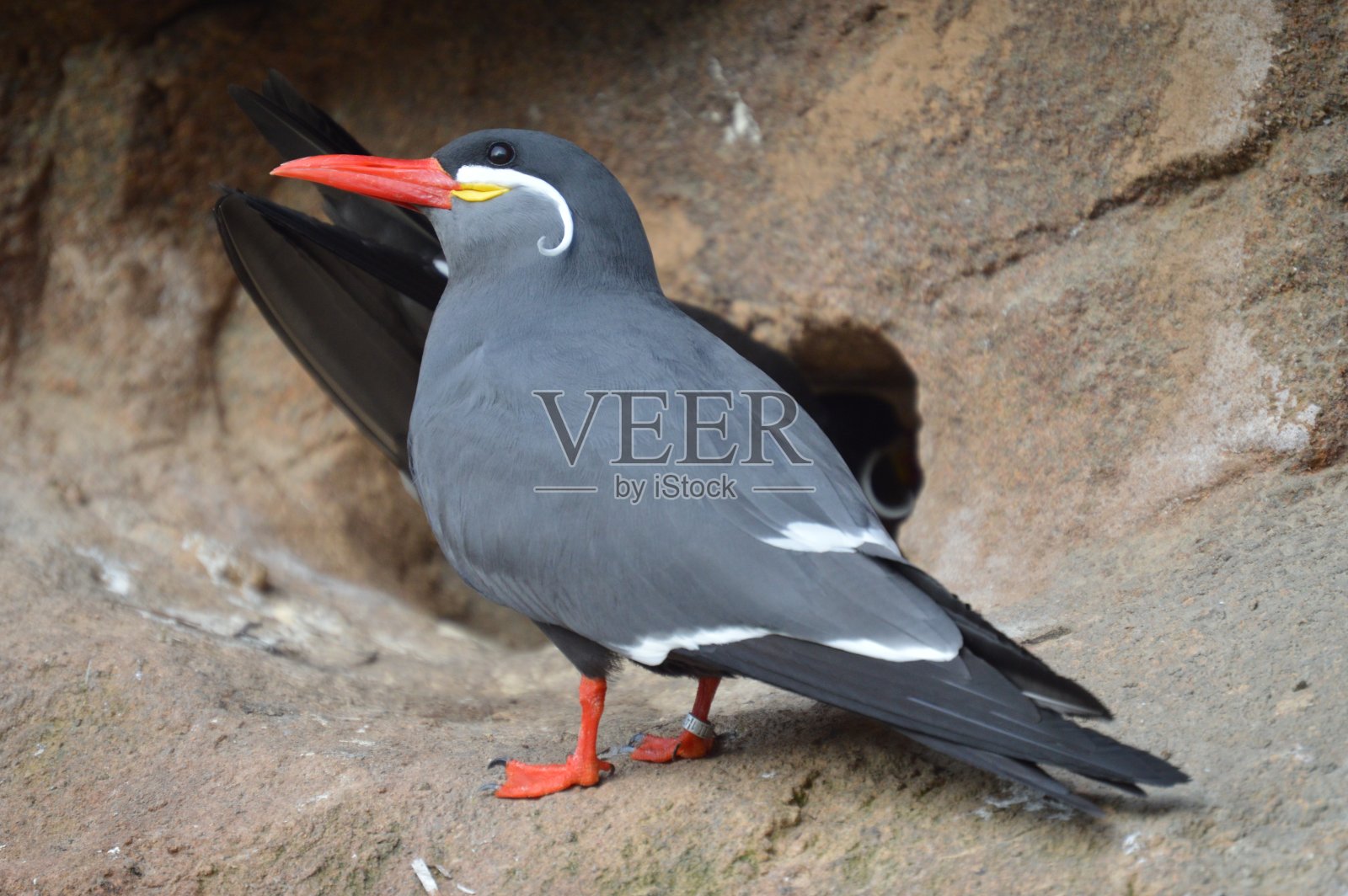 燕鸥照片摄影图片