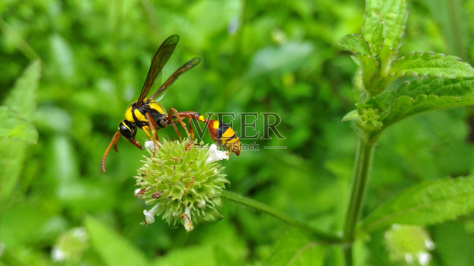 中国黄蜂的特写镜头，一只中国黄蜂在一棵绿色植物上。照片摄影图片