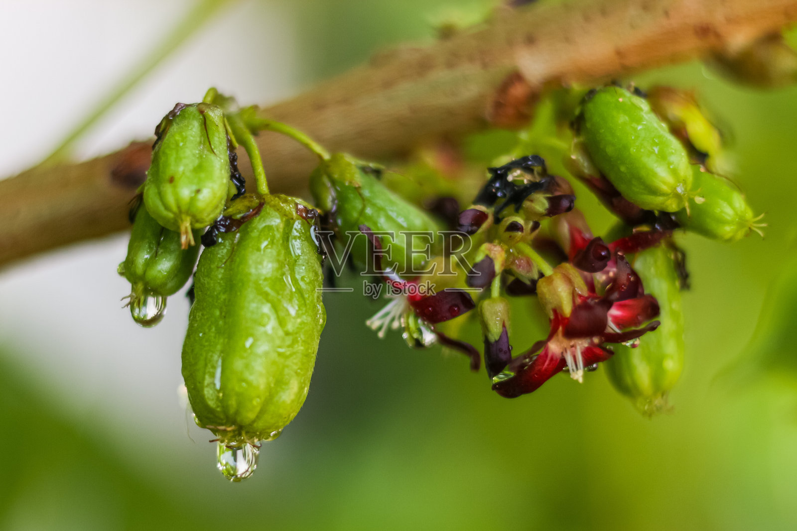 图片风格接近与泰国水果照片摄影图片