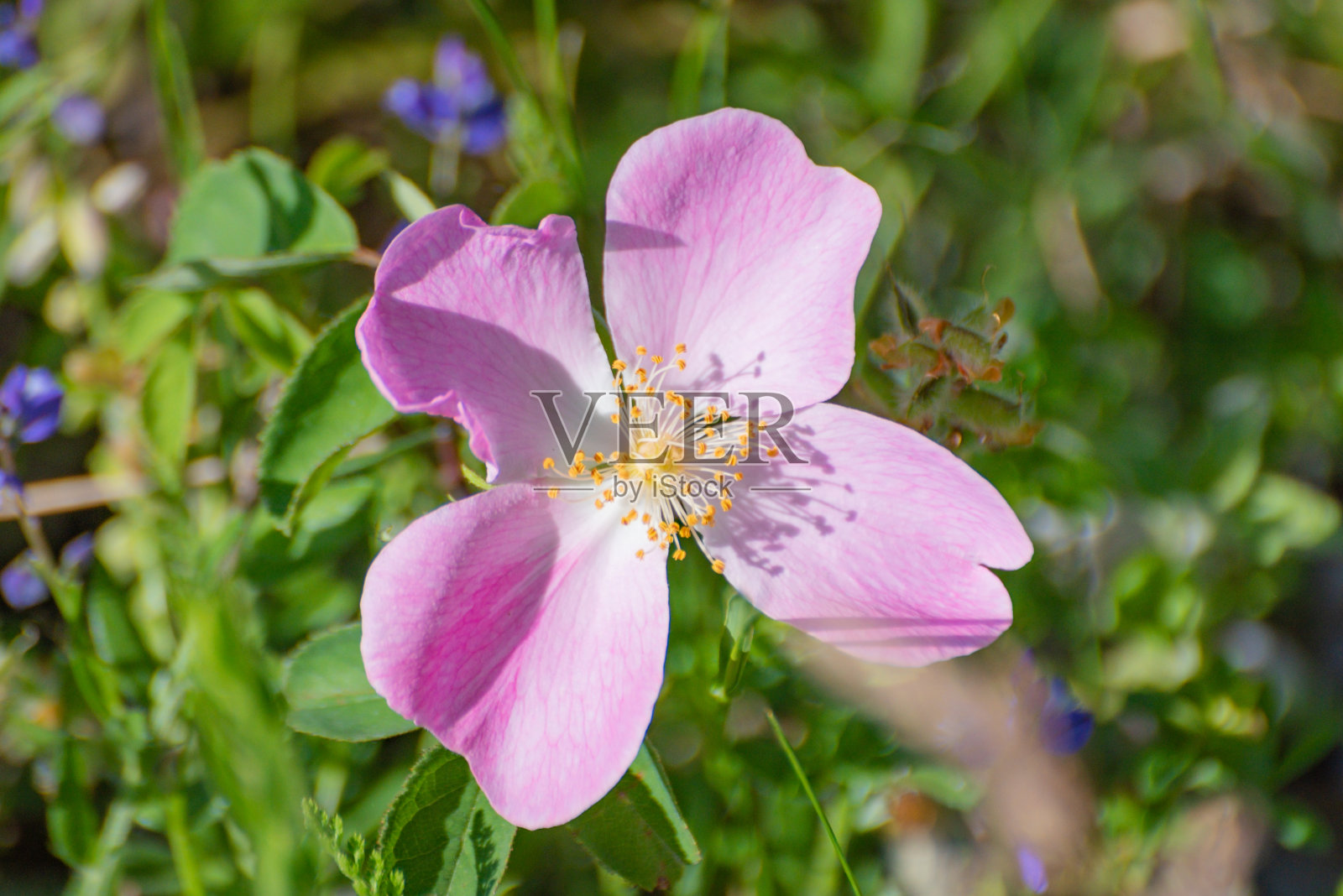 野生玫瑰加州罗莎在喀尔巴阡山脉盛开照片摄影图片