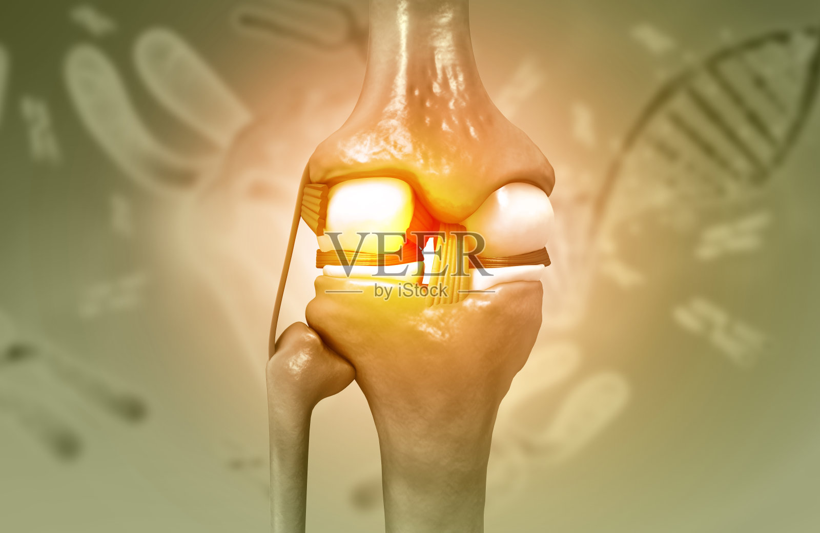 人体膝关节解剖照片摄影图片