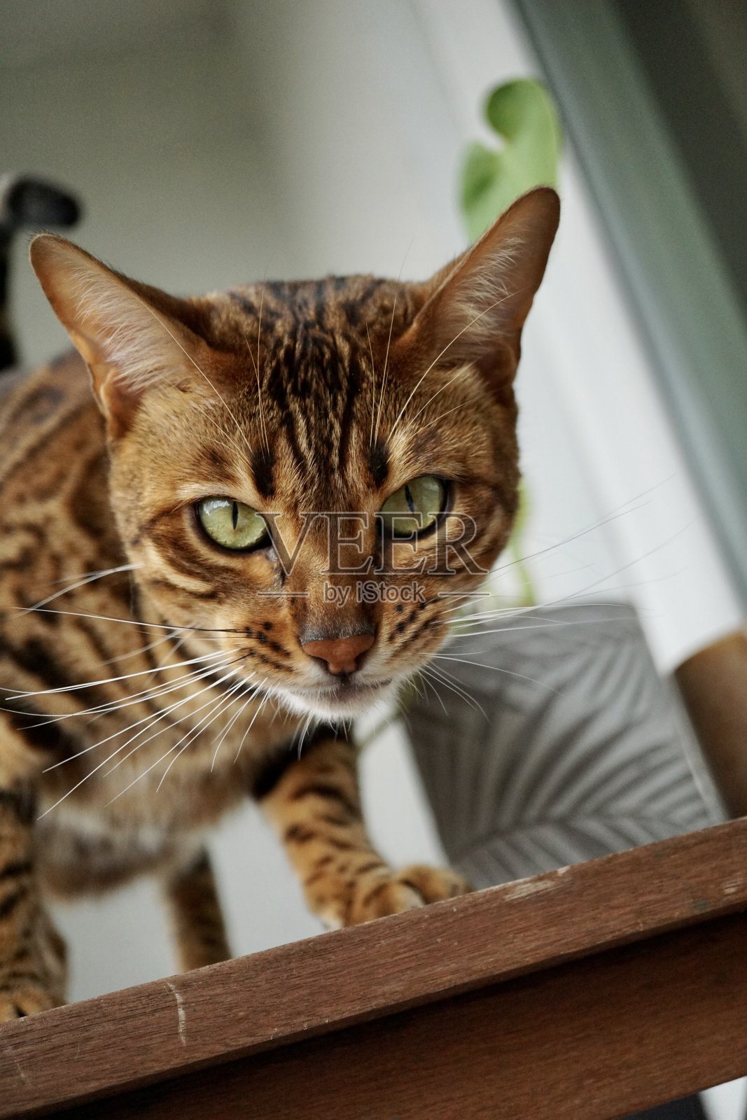 孟加拉猫是一种由亚洲豹猫(Prionailurus bengalensis)与家猫，特别是斑点埃及猫杂交而成的家养猫品种。照片摄影图片