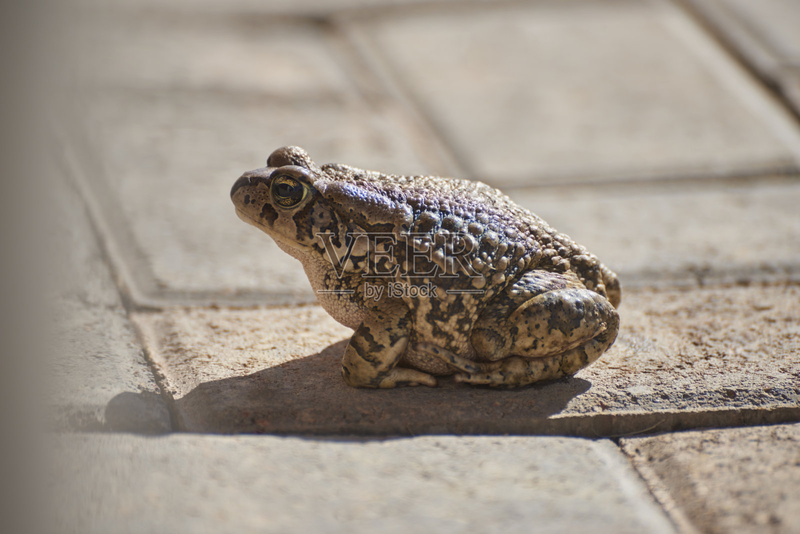 春天的青蛙，道路和户外，自然和生态友好型城市的可持续性，保护或坐在地上。夏季阳光下人行道、街道或地铁上的蟾蜍、两栖动物或水生动物照片摄影图片