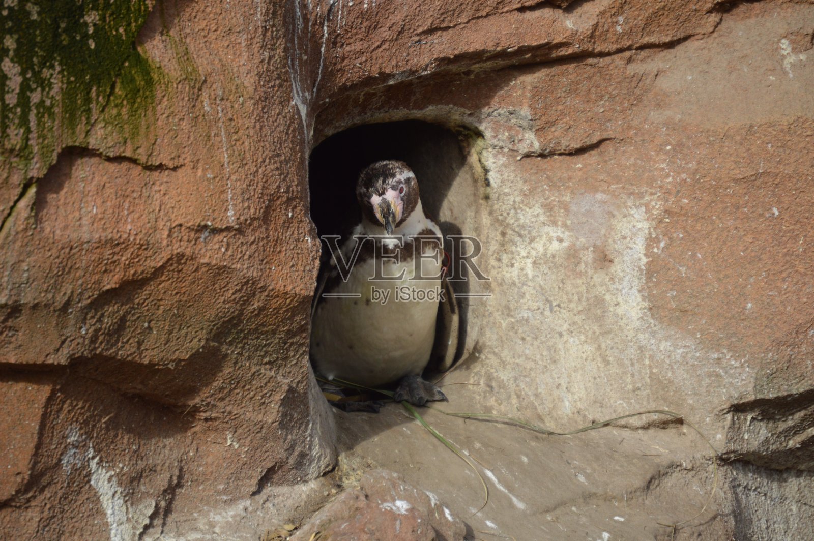 企鹅照片摄影图片
