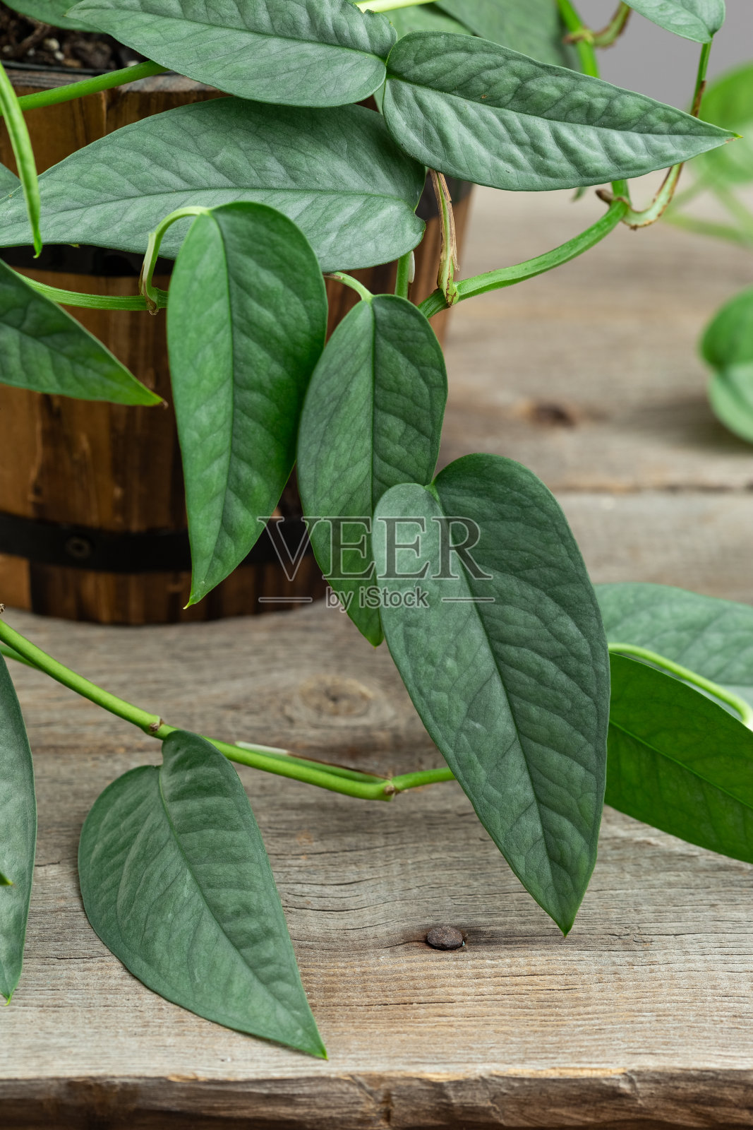 宿务蓝色植物近距离观察照片摄影图片