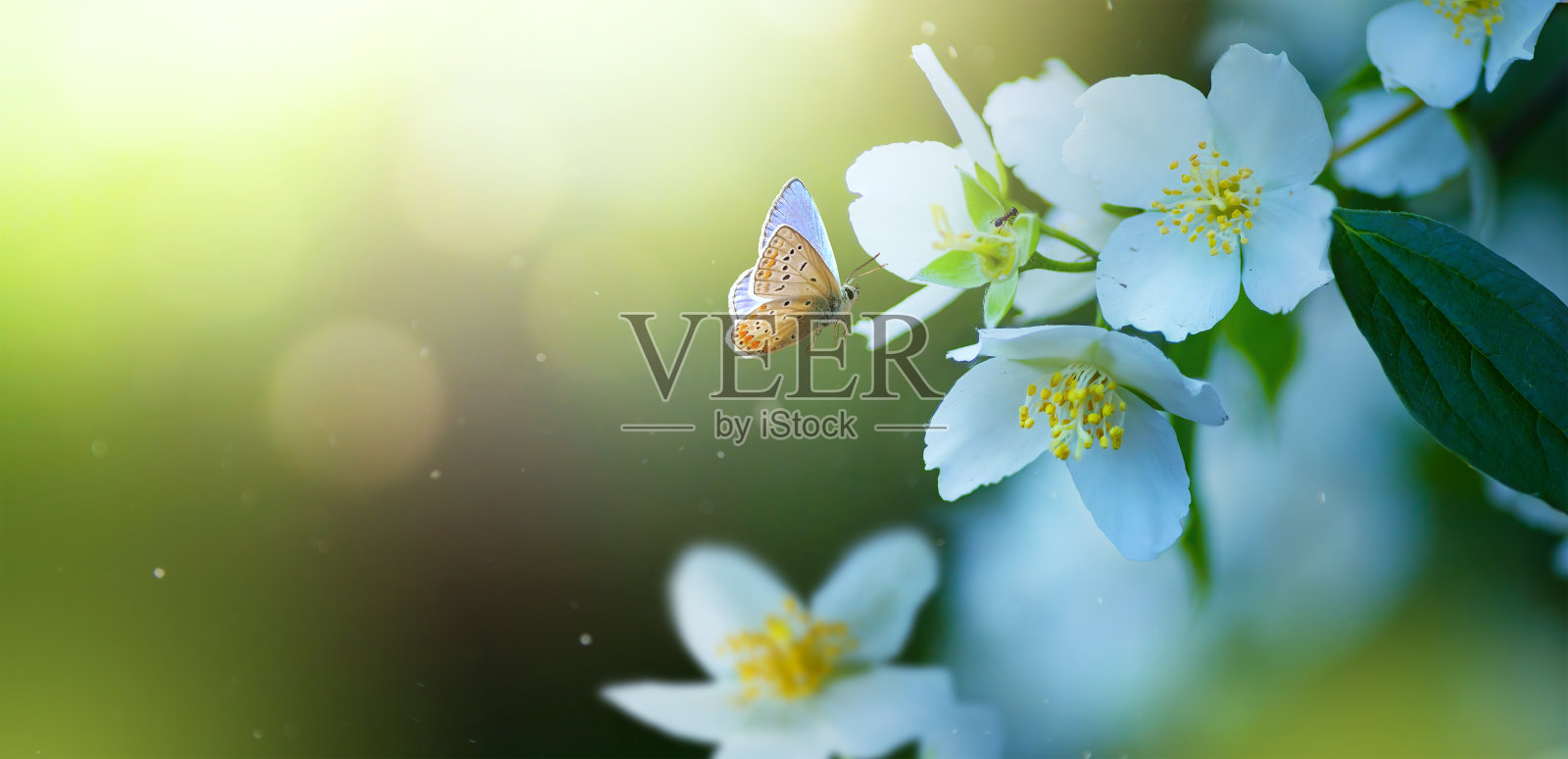 美丽的春花镶边，盛开的茉莉花丛在绿色的背景上。软选择性聚焦;复制Spase照片摄影图片