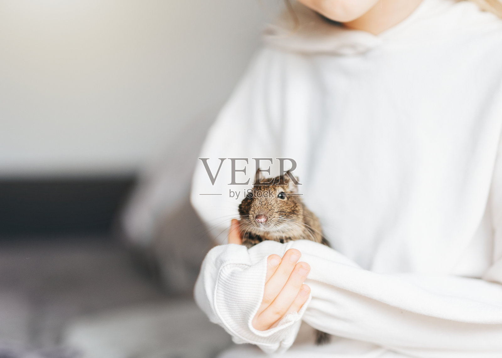 小女孩与小动物德古松鼠玩耍。照片摄影图片