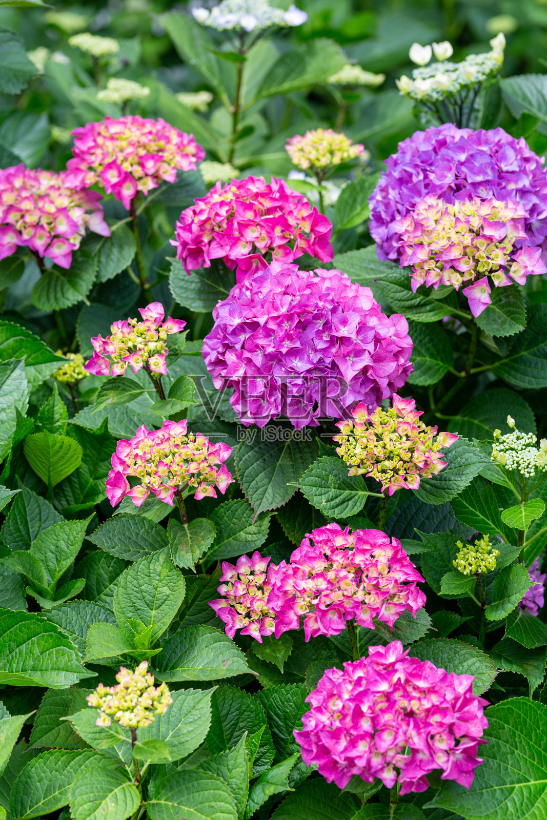 花园里美丽的绣球花在初夏盛开。照片摄影图片