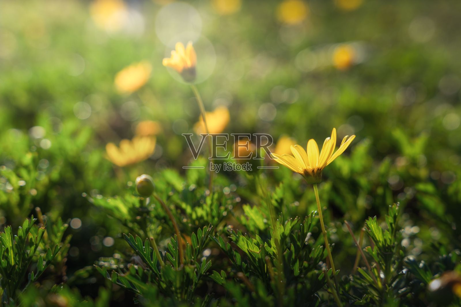 阳光下，黄花在绿草中显得格外显眼照片摄影图片