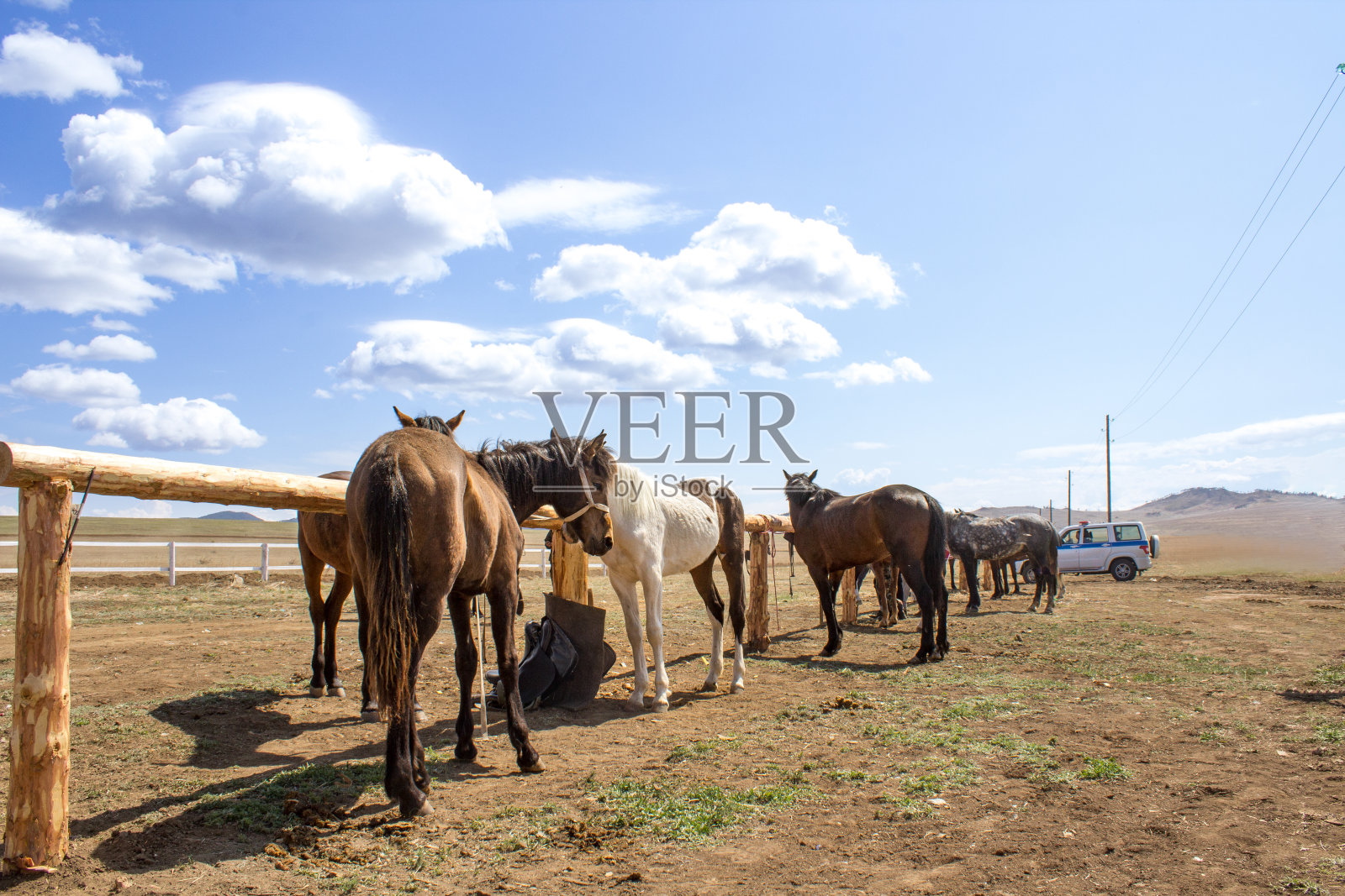 一匹拴着缰绳的马的画像照片摄影图片