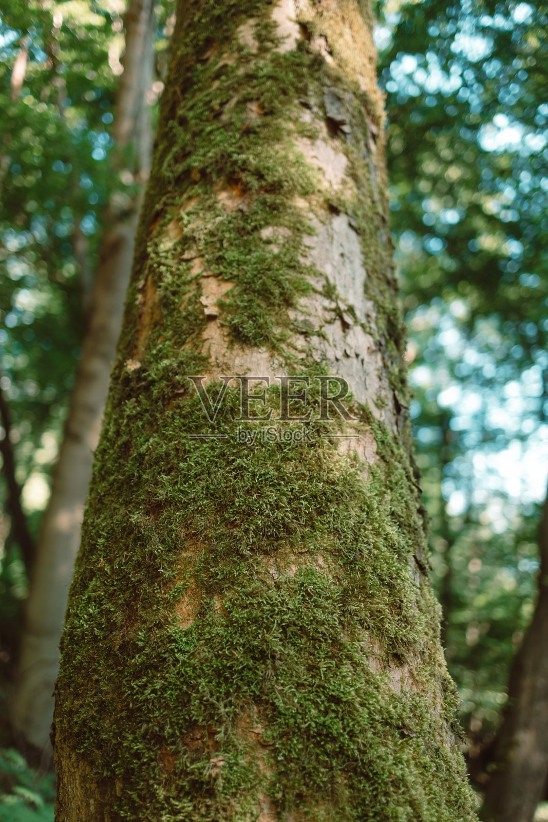 森林树木的底部视图。自然绿木阳光背景。照片摄影图片