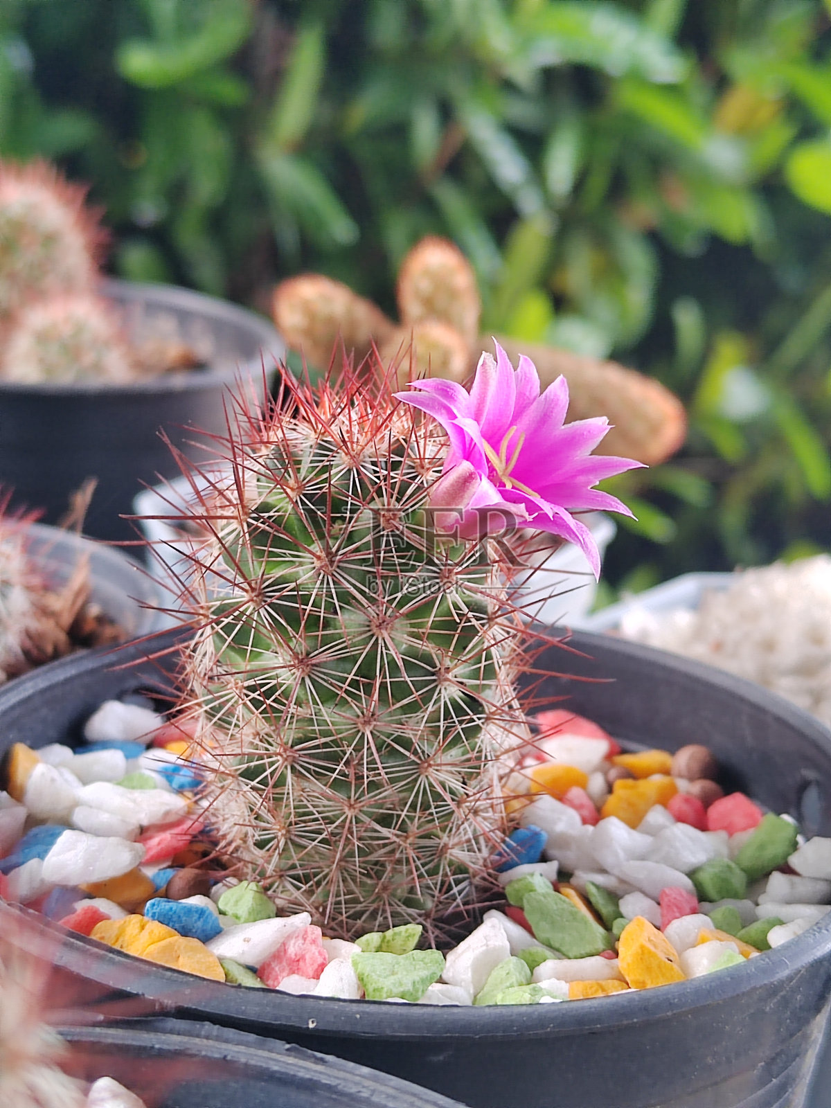 仙人掌照片摄影图片