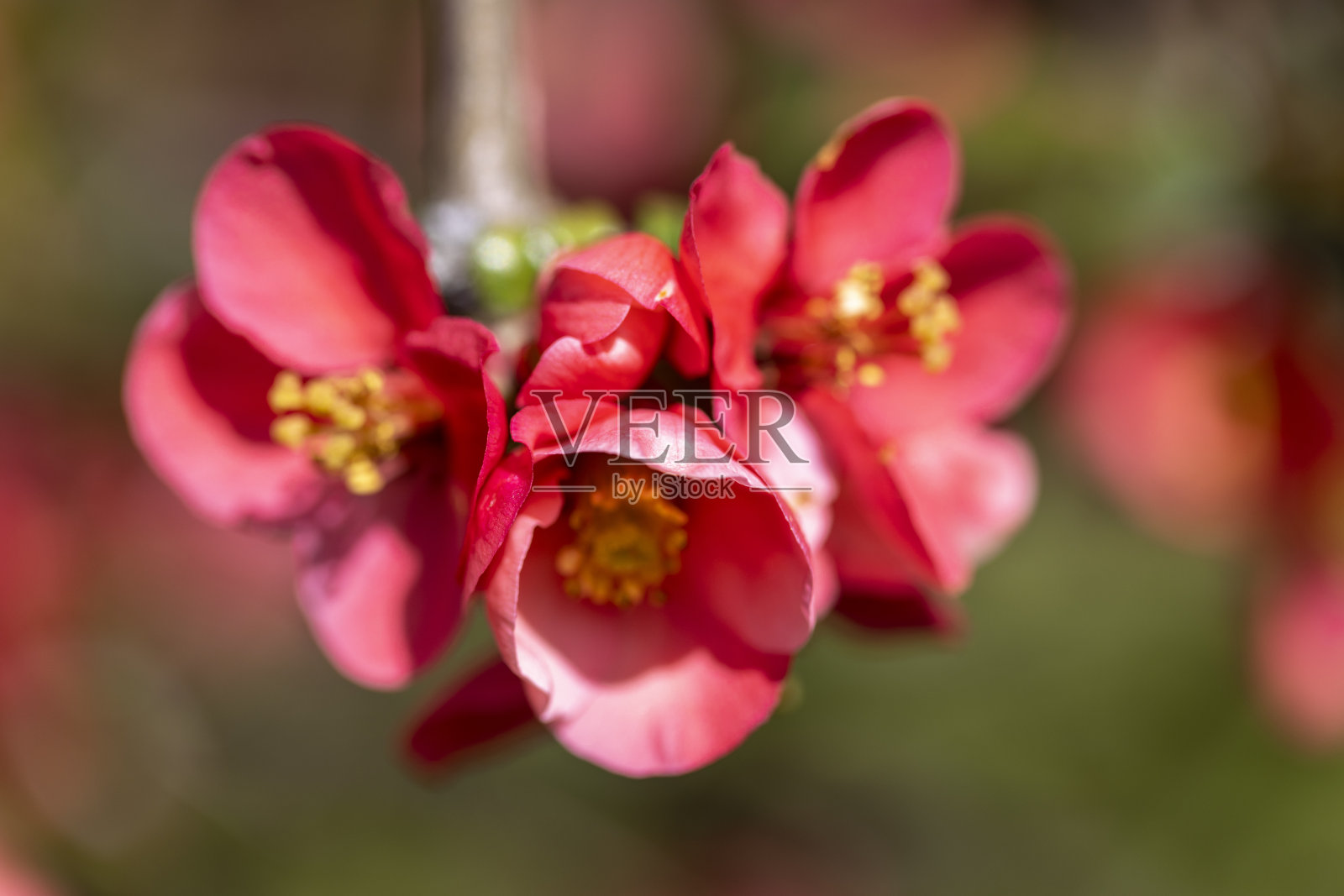 春天，花园里盛开的昆斯丛中的红色花朵照片摄影图片