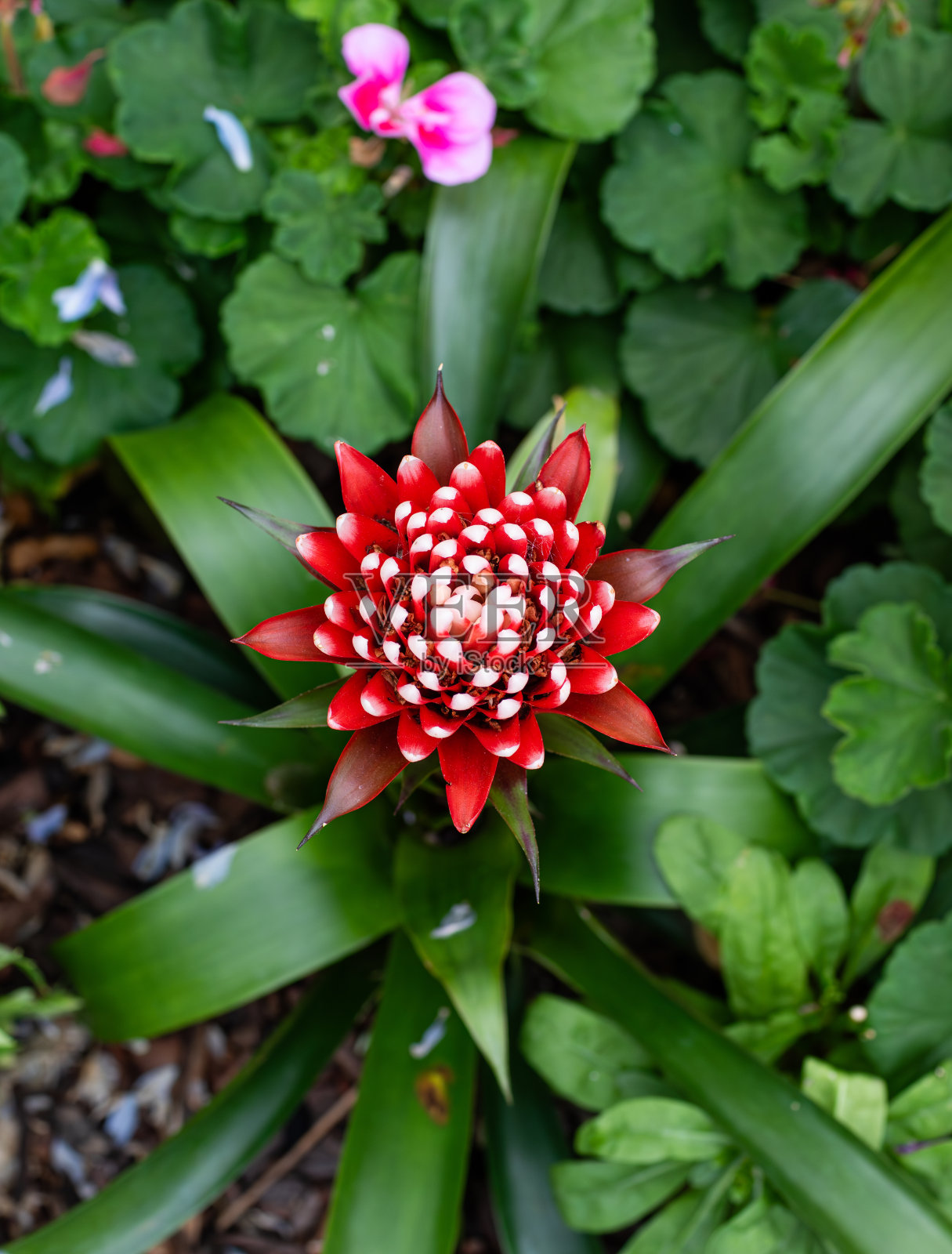 古斯曼尼亚，也被称为深红色的星。簇绒airplant照片摄影图片