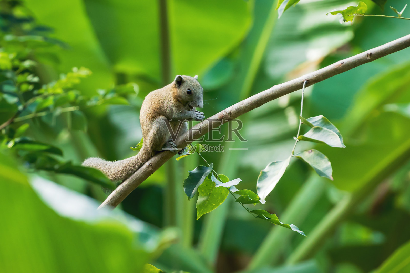 泰国香蕉种植园里的灰腹松鼠，名叫Callosciurus caniceps照片摄影图片