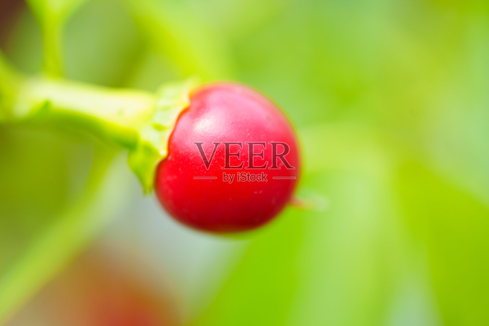 宏射击。花园里树枝上的小红辣椒。照片摄影图片