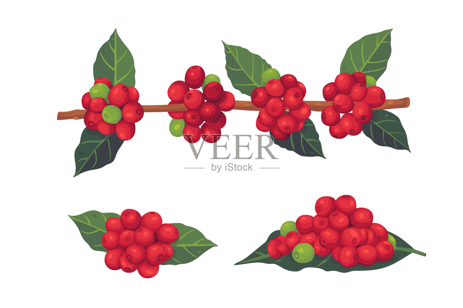 矢量插图的一个分支的咖啡树与成熟的咖啡浆果在彩色雕刻的风格。分店以咖啡叶和水果为包装设计，产品菜单插画图片素材