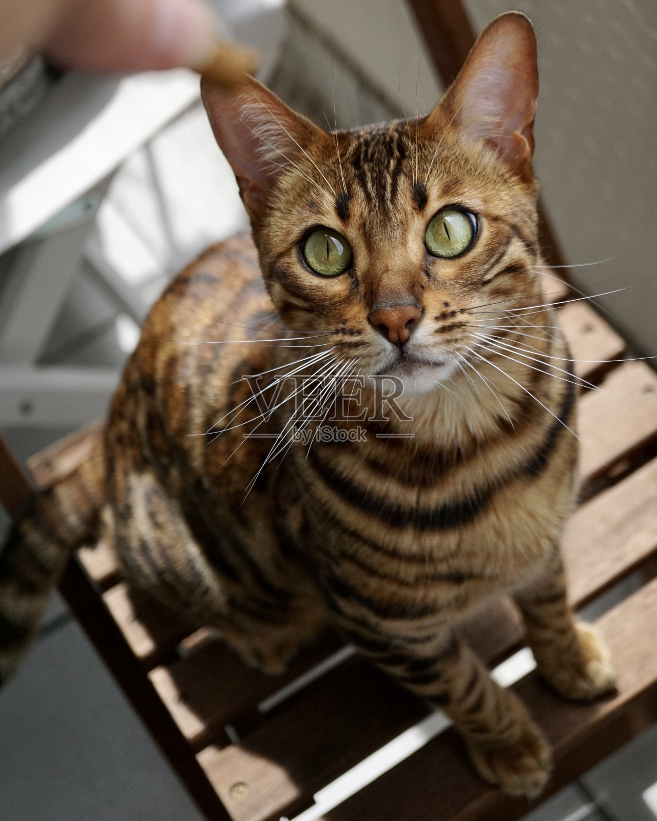 孟加拉猫是一种由亚洲豹猫(Prionailurus bengalensis)与家猫，特别是斑点埃及猫杂交而成的家养猫品种。照片摄影图片