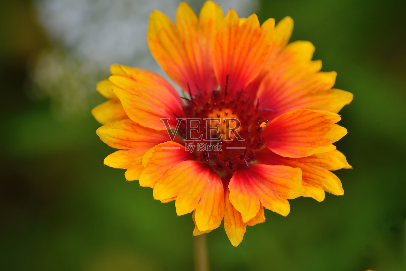 盖拉迪亚×大花毯花照片摄影图片