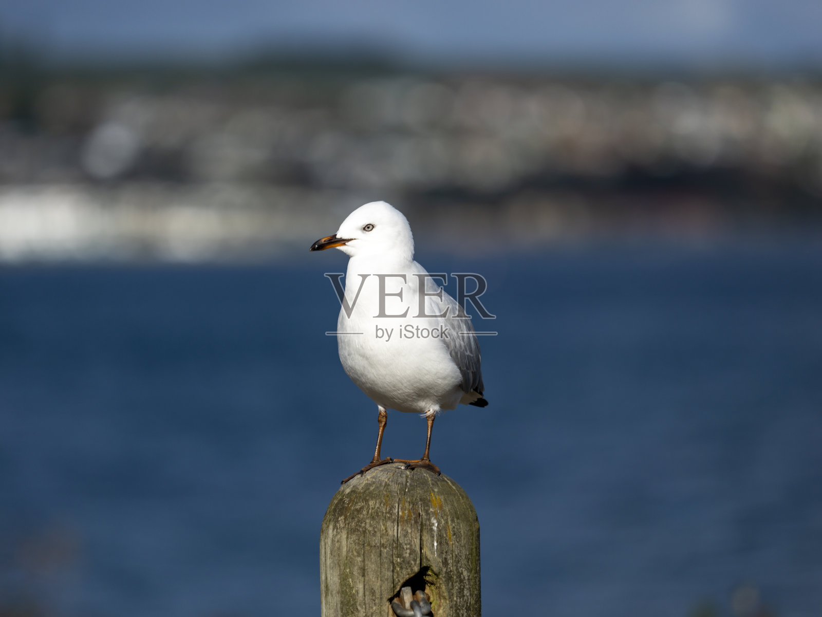 海鸥肖像照片摄影图片