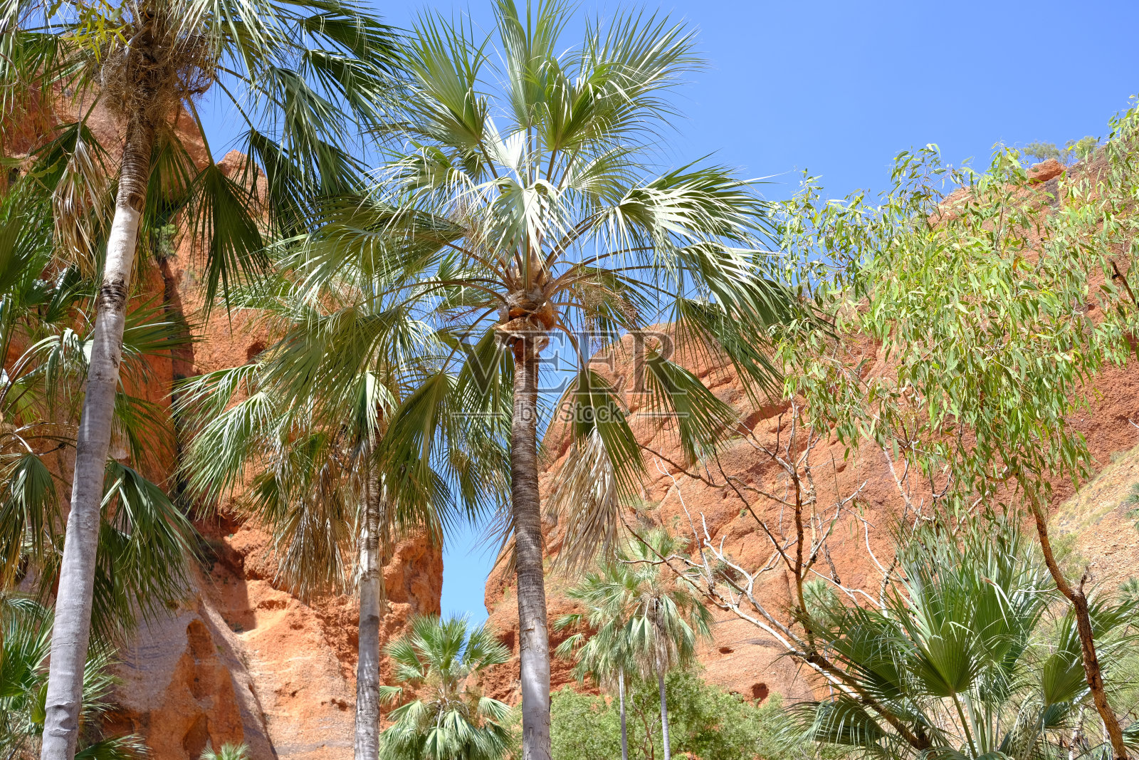 沙漠里的棕榈树照片摄影图片