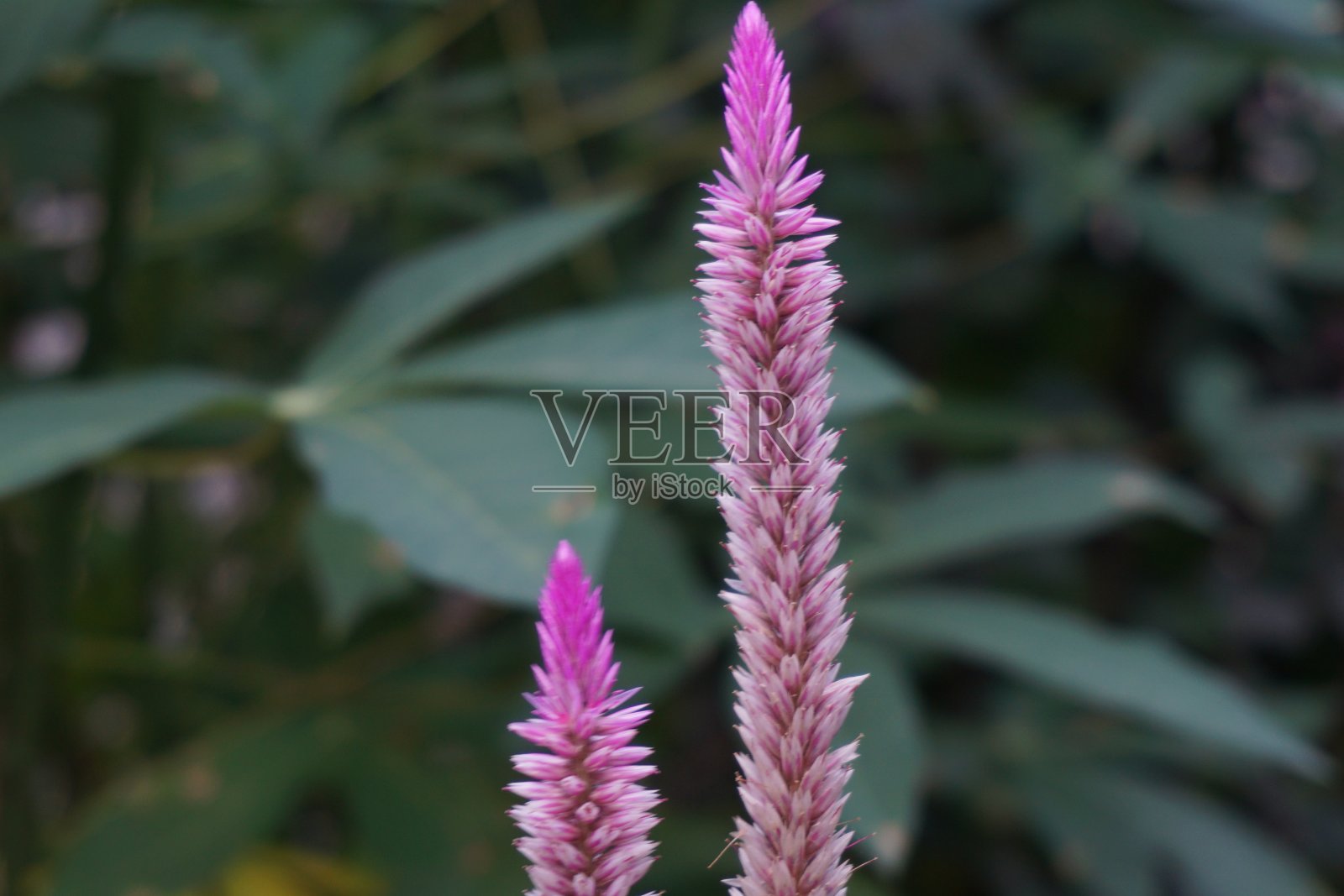 粉红色的照片摄影图片