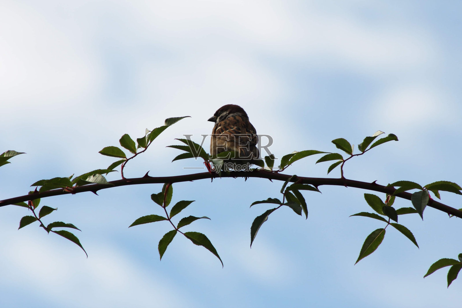 一只可爱的小鸟照片摄影图片