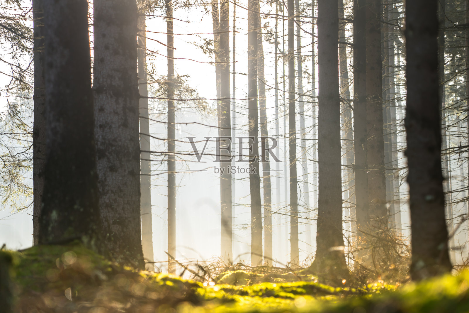 森林里的阳光照片摄影图片