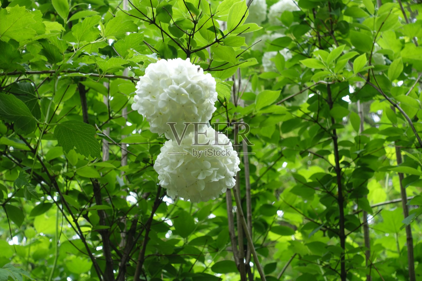 五月中旬的玫瑰红维burnum opulus roseum白花的两个伞房花序照片摄影图片