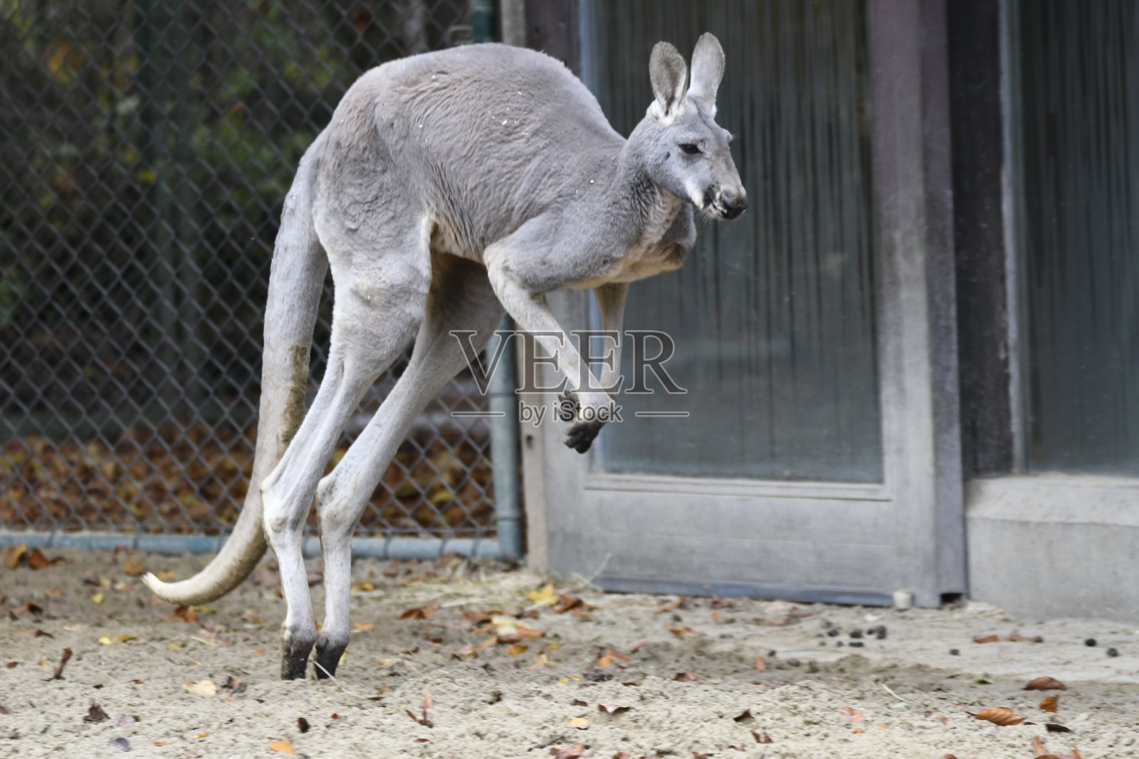 跳跳照片摄影图片