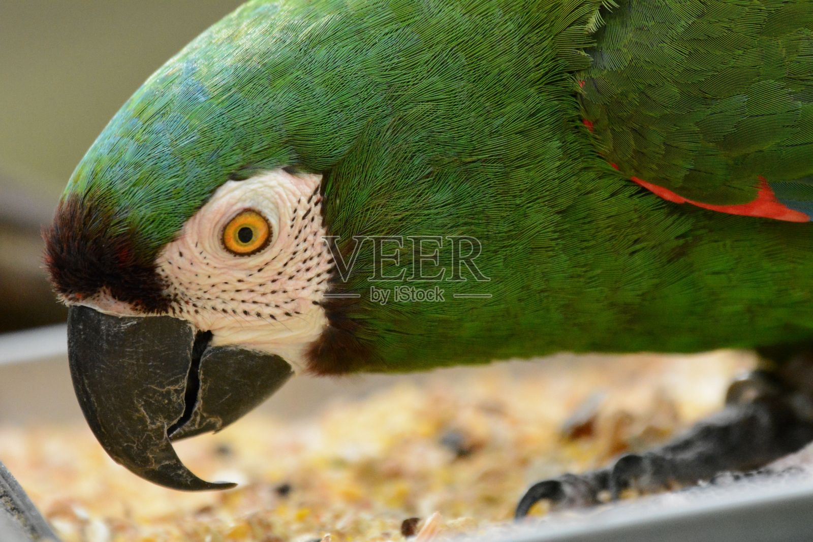 美丽的绿黄相间的长尾小鹦鹉照片摄影图片