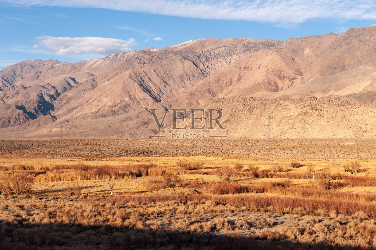 加州孤松照片摄影图片