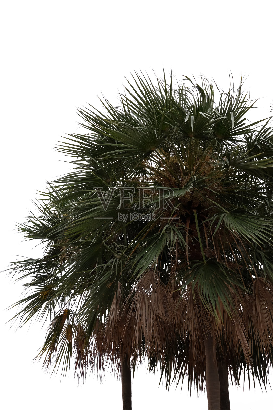 孤立于白色上的棕榈树照片摄影图片