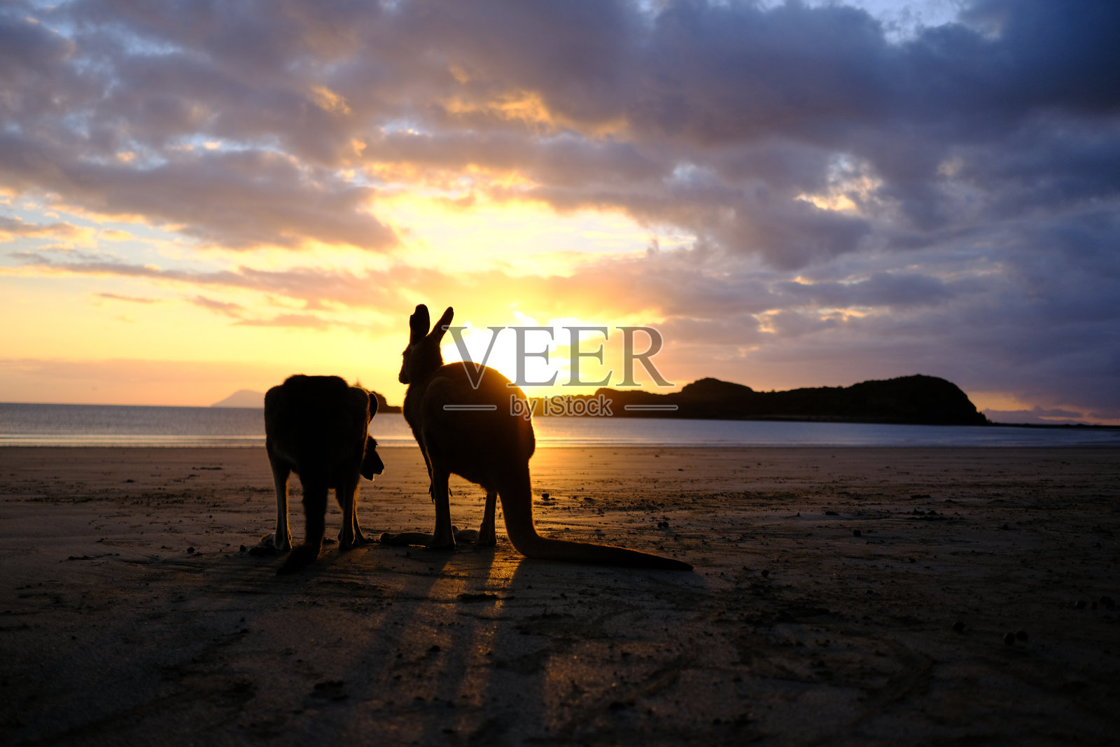 袋鼠的日出照片摄影图片