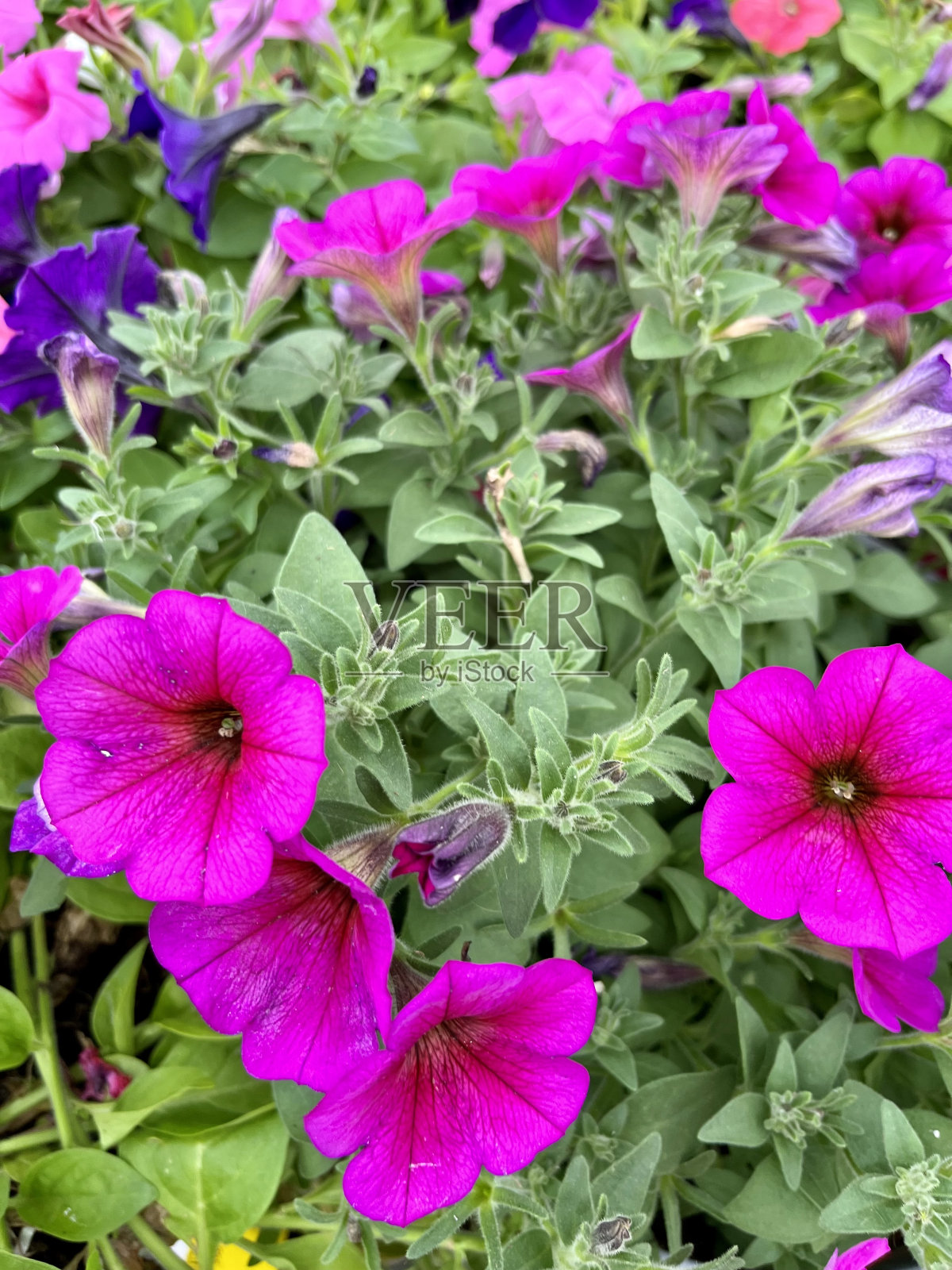 矮牵牛照片摄影图片