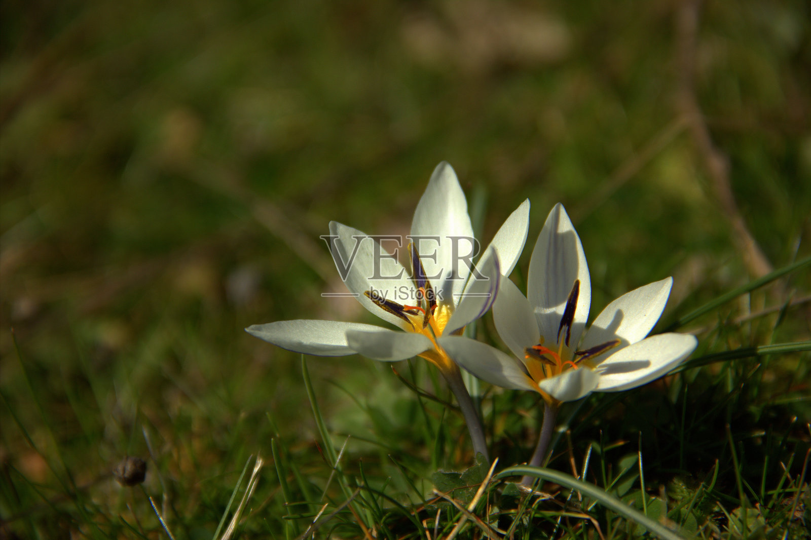 两朵白色番红花照片摄影图片