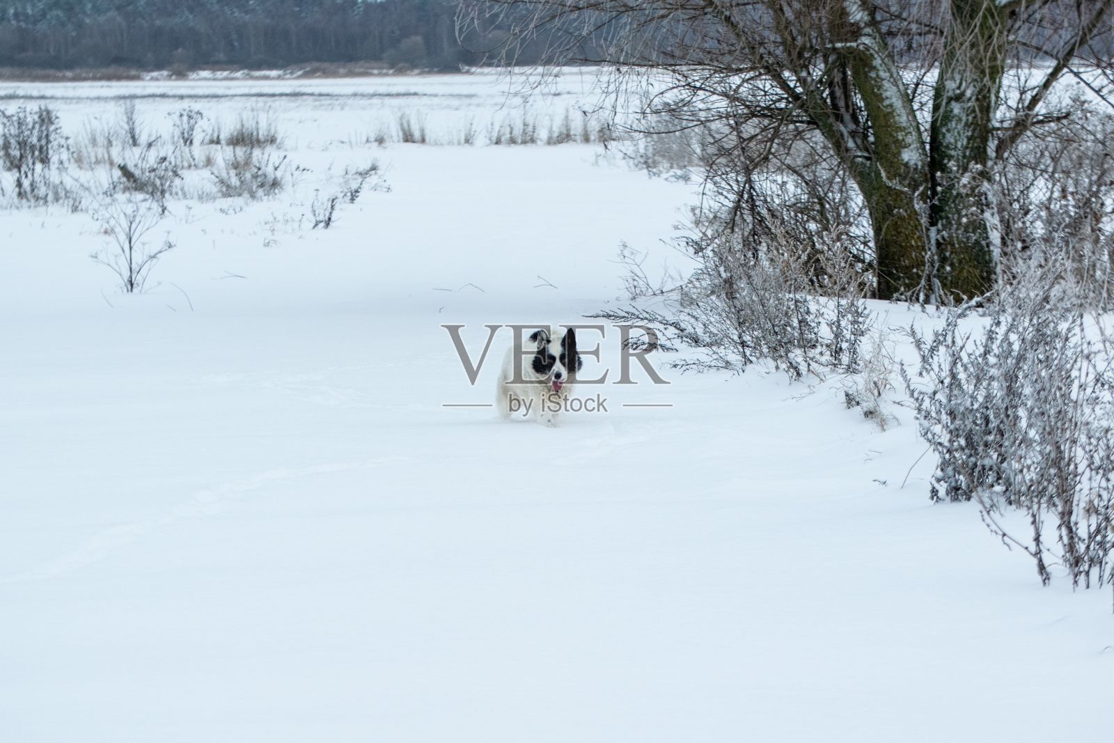 一只狗在有树的冬日雪地里奔跑照片摄影图片