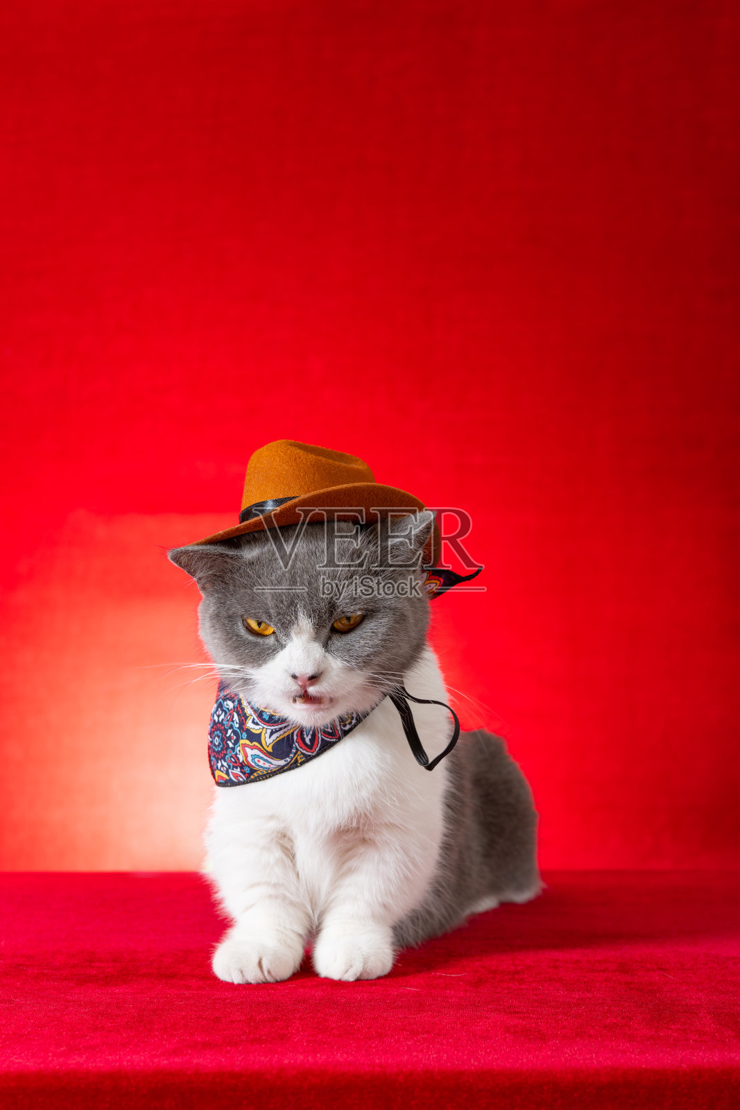 一只英国短毛猫穿着牛仔角色扮演服装，垂直构图照片摄影图片