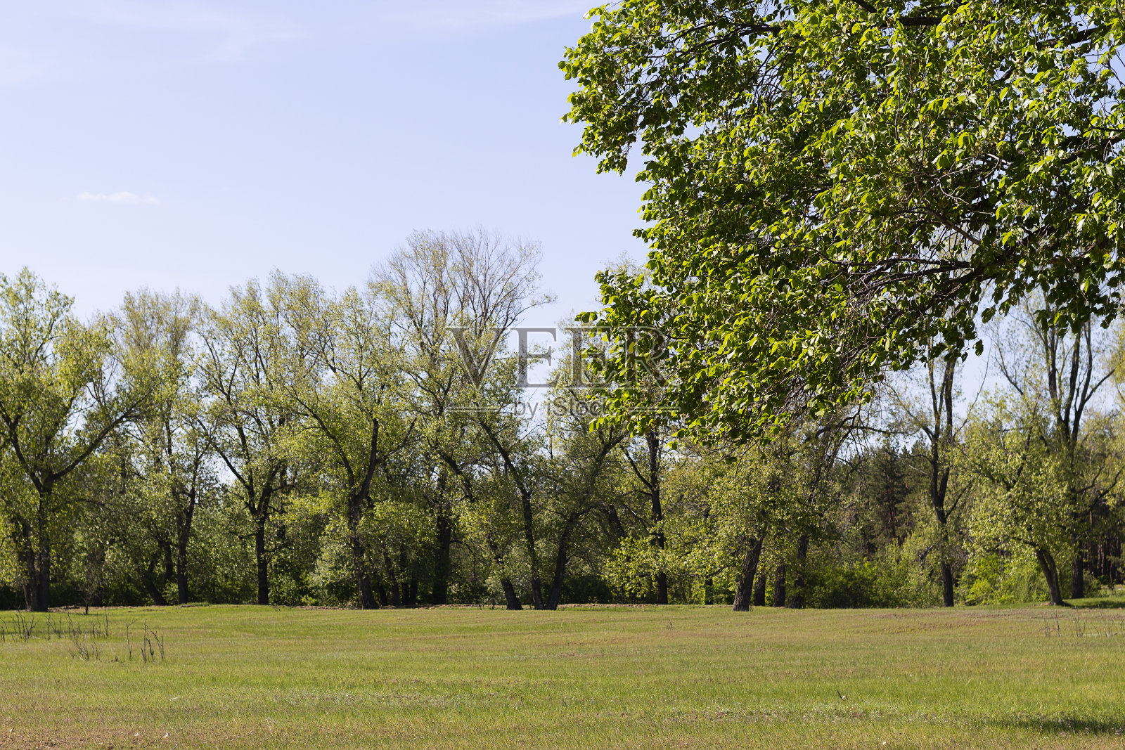 田野里的树。春天绿野上的树，蓝天照片摄影图片