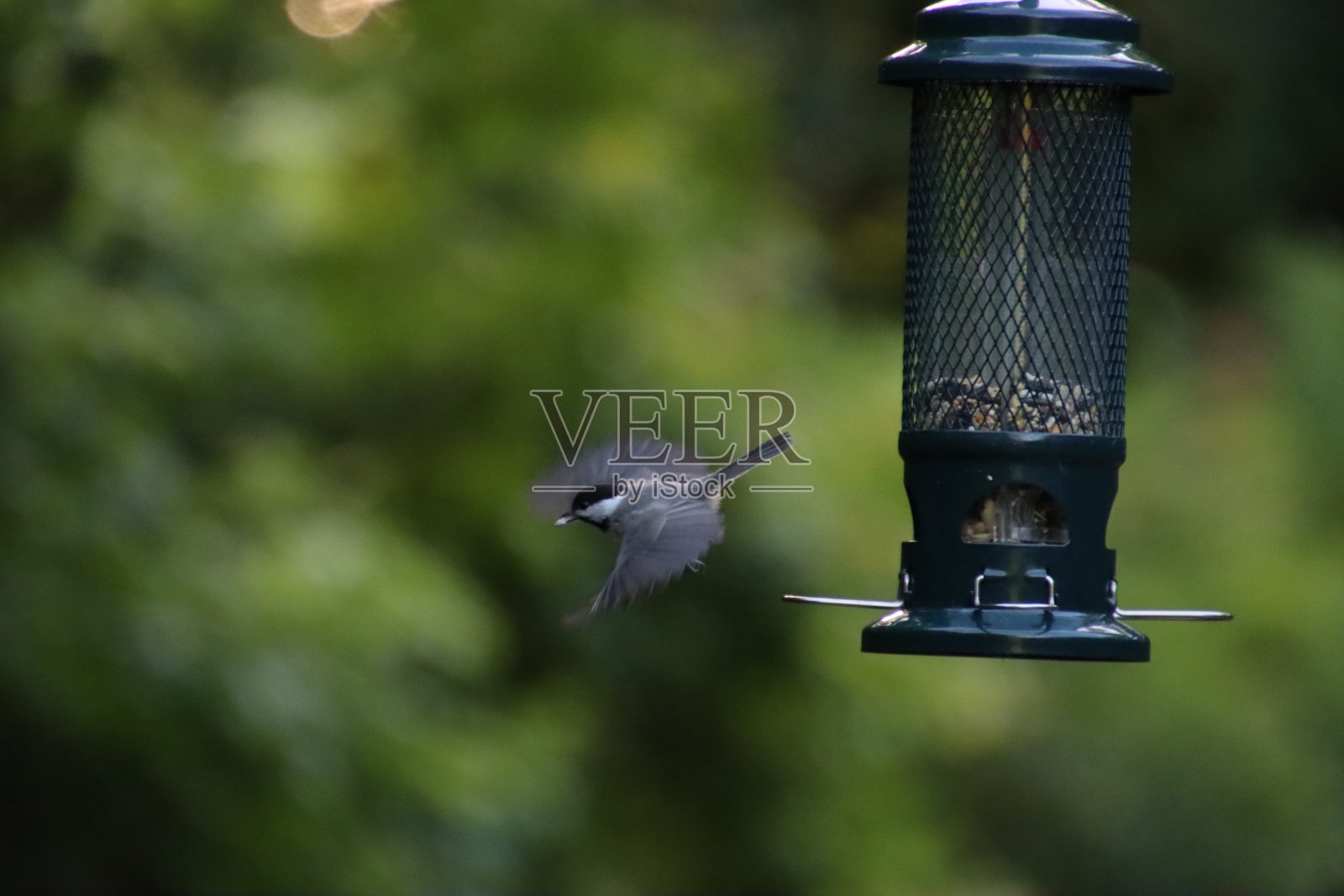 丛状山雀或冠状山雀鸣禽飞离喂食器。照片摄影图片