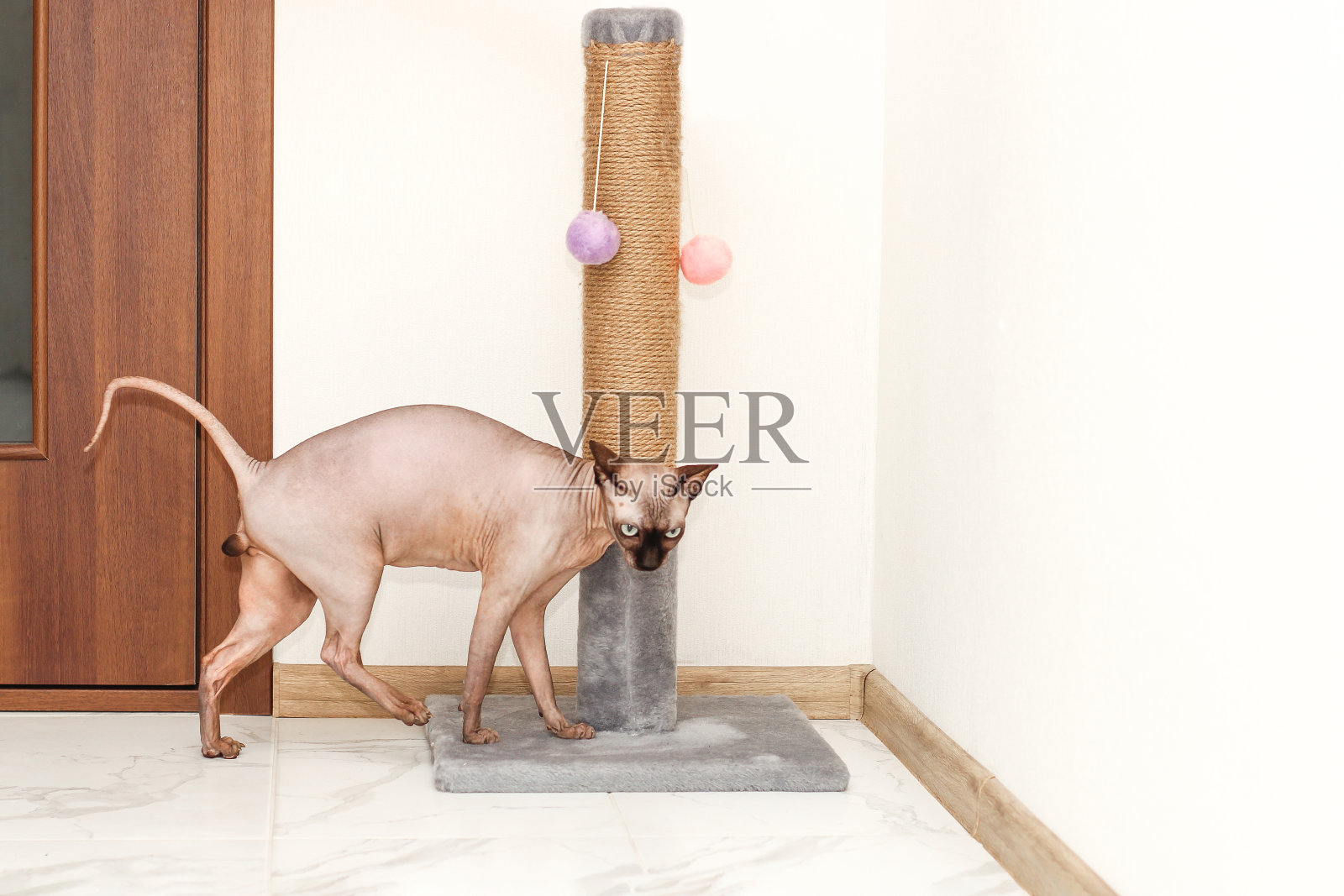 斯芬克斯猫在一块特殊的木板上抓挠和磨砺爪子照片摄影图片