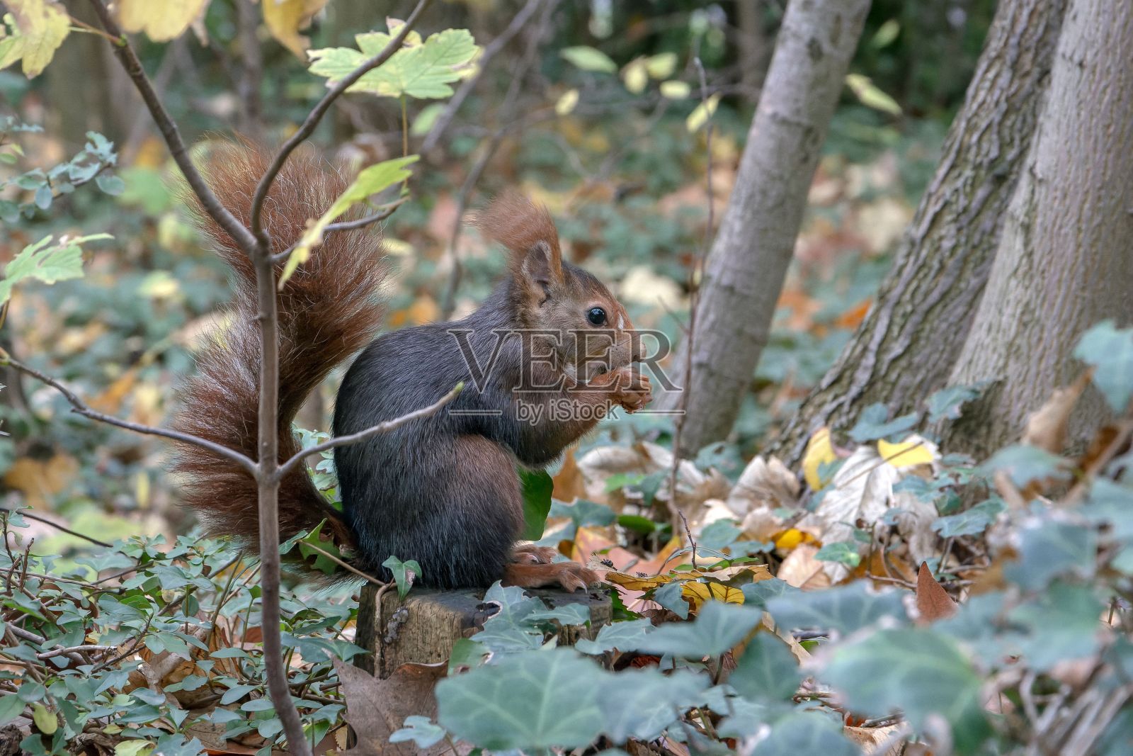 在巴利亚多利德的坎波格兰德公园，一只红松鼠趴在草地上的一堆秋叶上照片摄影图片