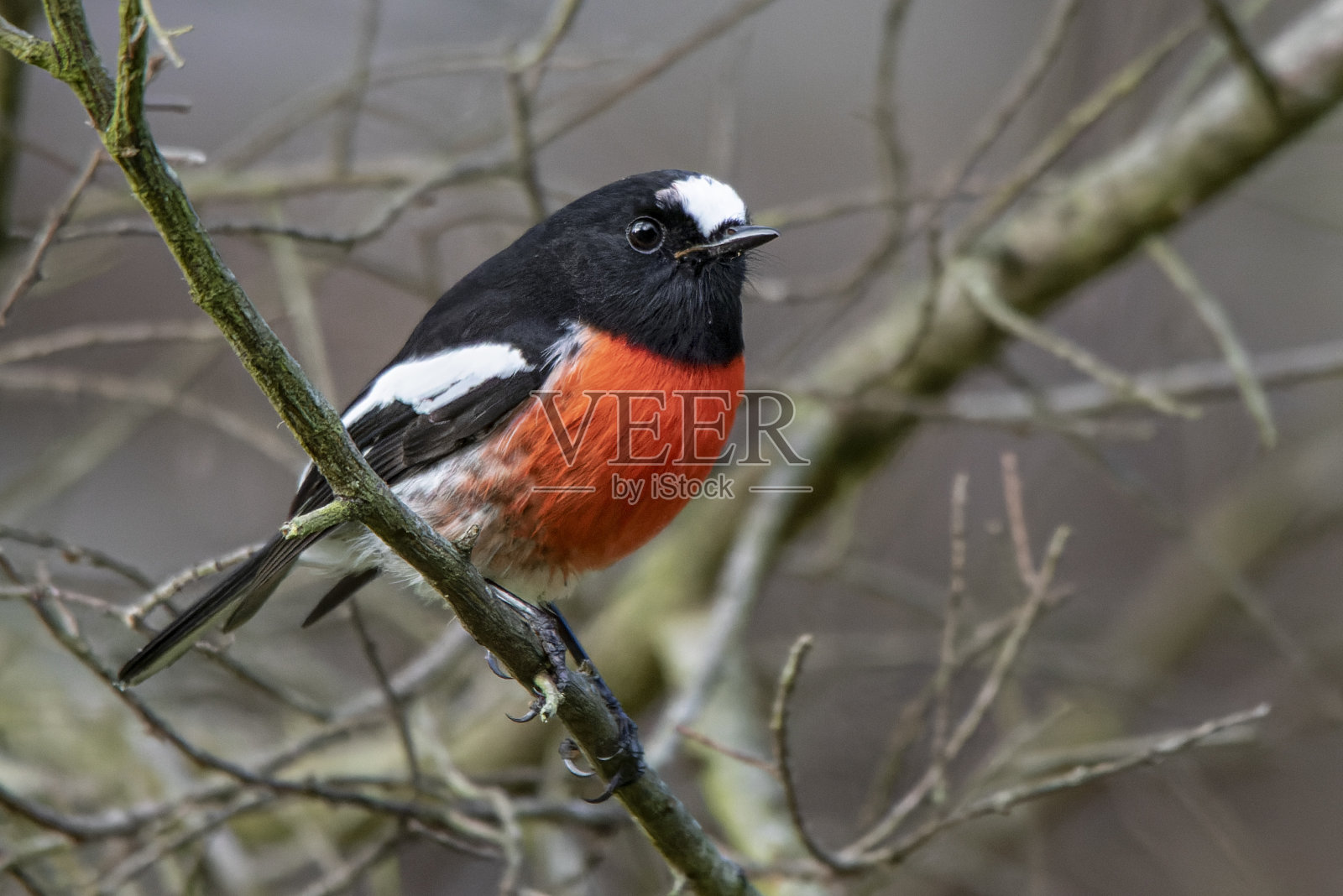猩红罗宾(Petroica boodang)男性照片摄影图片