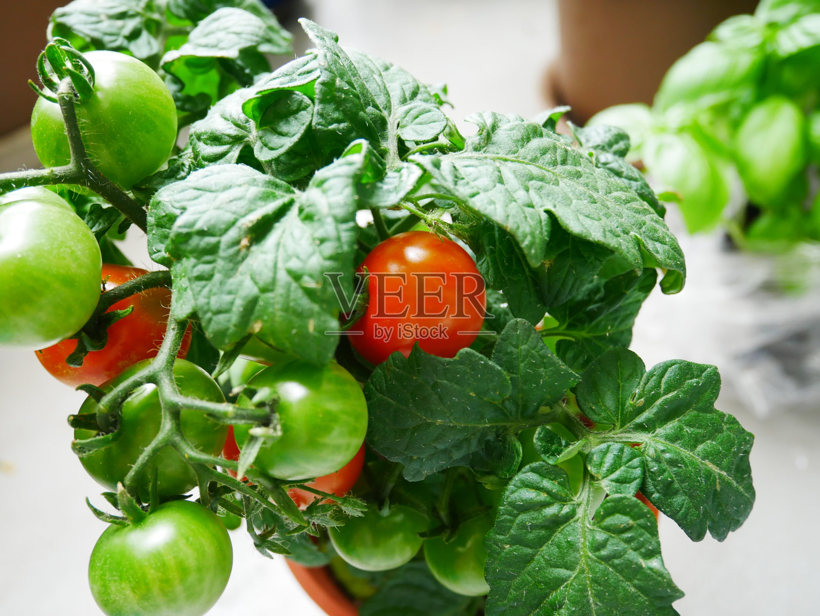 番茄种植照片摄影图片