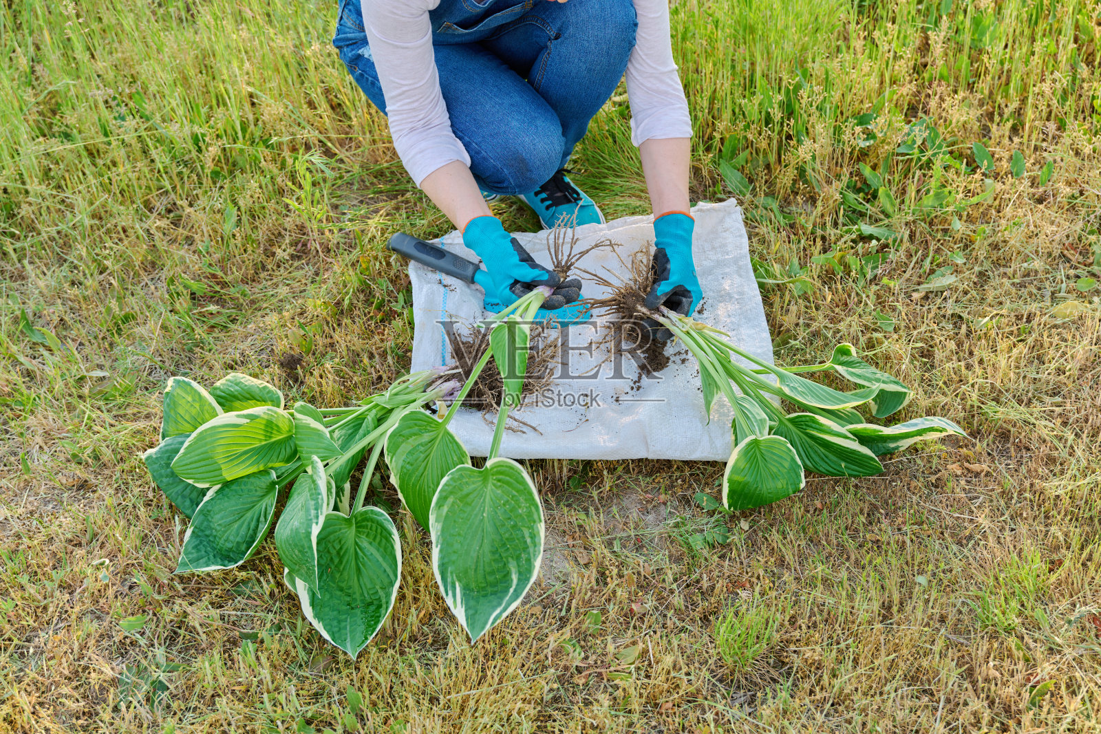 玉簪春分植丛特写照片摄影图片