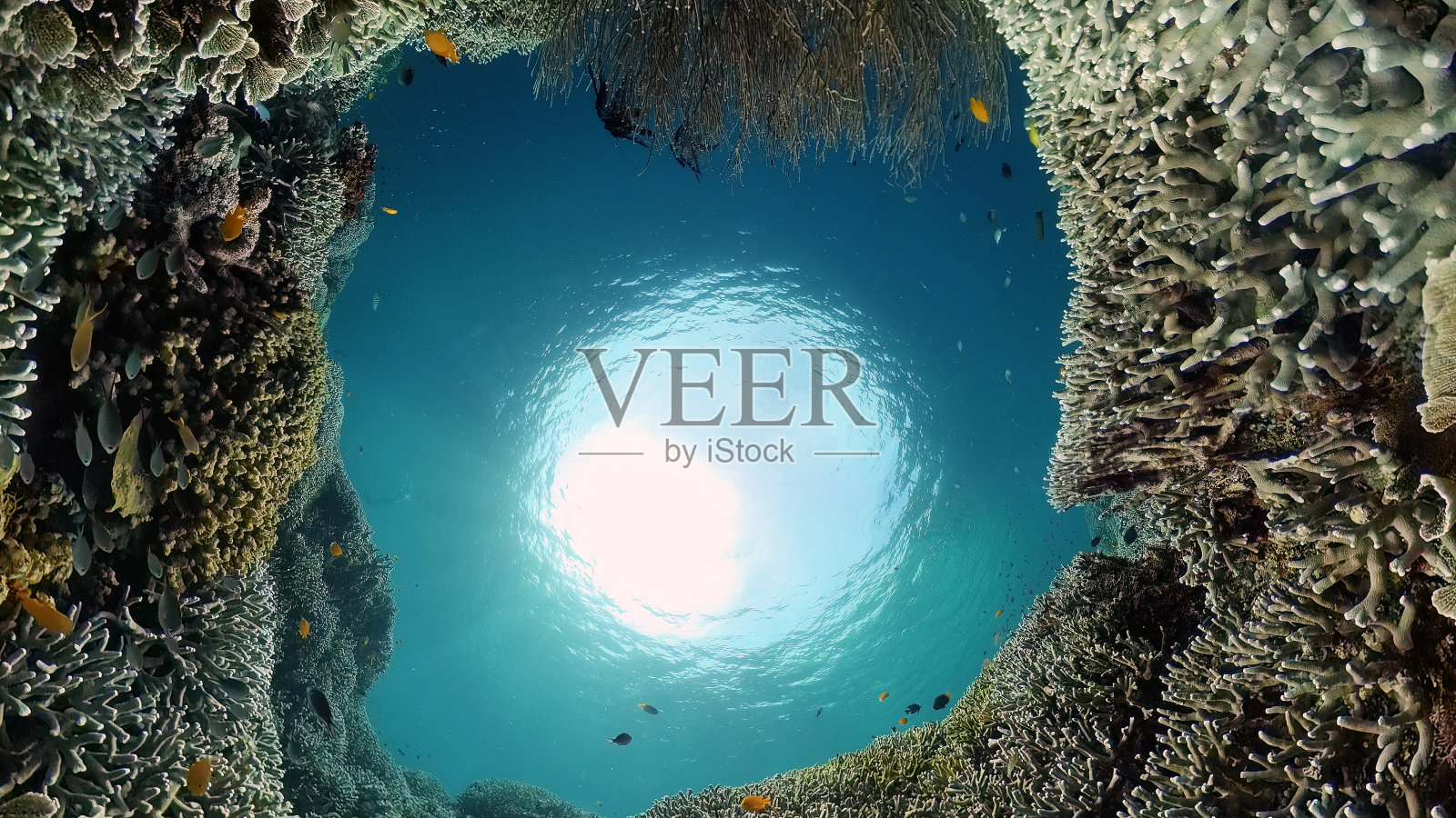 珊瑚礁的海底世界。菲律宾。照片摄影图片